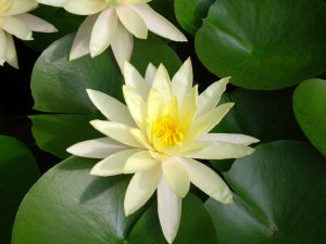 Brasted Village Hall Kent Yoga